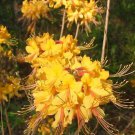 Very Rare Fantastique Aromi Azalea Rhododendron Deciduous Small Rooted Plant Not Dead It Is Dormant 