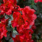 Encore Autumn Fire Azalea Deciduous Well Rooted Starter Plant Blood Red Blooms