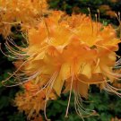 Escatawpa Aromi Deciduous Azalea Rhododendron Well Rooted Small Starter Plant Please Read All Info S
