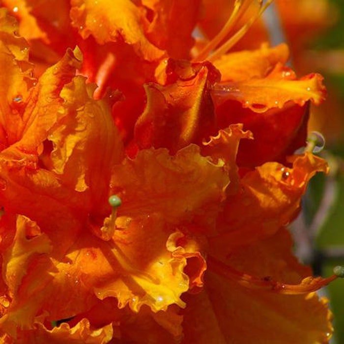 Tom Dodd Aromi Deciduous Azalea Rhododendron Well Rooted Small Starter Plant Please Read All Info Se