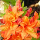 Very Rare Tipsy Tangerine Aromi Azalea Rhododendron Deciduous Small Rooted Plant Not Dead It Is Dorm