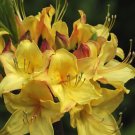 Canary Isles Aromi Deciduous Azalea Rhododendron Well Rooted Small Starter Plant Please Read All Inf