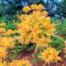 Gold Strike Aromi Deciduous Azalea Rhododendron Well Rooted Small Starter Plant Please Read All Info