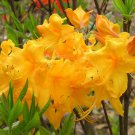 Appalachian Gold Aromi Deciduous Azalea Rhododendron Well Rooted Small Starter Plant Please Read All