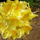 Lemonade Aromi Deciduous Azalea Rhododendron Well Rooted Small Starter Plant Please Read All Info Se