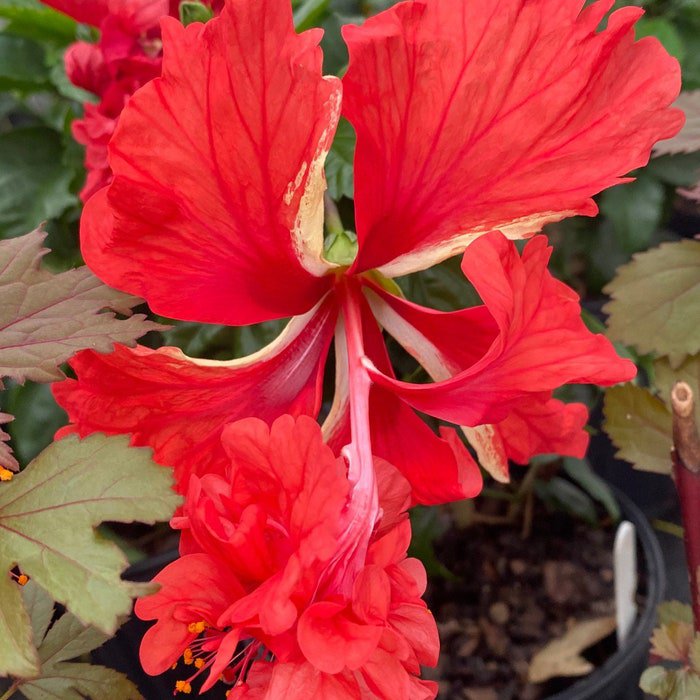Red Lions Tail Pompom Poodle Tail El Capitola Hibiscus Plant Well Rooted Starter Plant
