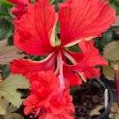 Red Lions Tail Pompom Poodle Tail El Capitola Hibiscus Plant Well Rooted Starter Plant