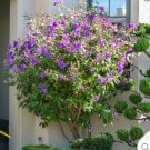 Princess Granulosa Purple Glory Tree Tibouchina Urvilleana Pleroma Urvilleanum Small Rooted Starter 