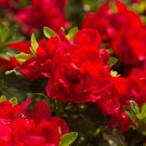 Encore Autumn Bonfire Azalea Deciduous Well Rooted Starter Plant Double Red Blooms
