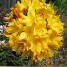 Spring Fanfare Aromi Deciduous Azalea Rhododendron Well Rooted Small Starter Plant Please Read All I