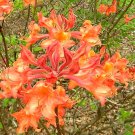 Mauvila Gold Aromi Deciduous Azalea Rhododendron Well Rooted Small Starter Plant Please Read All Inf
