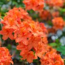 Gibraltar Deciduous Azalea Rhododendron Well Rooted Small Starter Plant Vibrant Orange