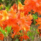 Very Rare Frontier Gold Aromi Azalea Rhododendron Deciduous Small Rooted Plant Not Dead It Is Dorman