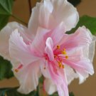 Pride Of Hankins White Well Rooted Hardy Hibiscus Starter Plant Triple White Bloom