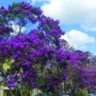Ecuador Purple Princess Glory Bush Tree Plant Tibouchina Lepidota Grandifolia