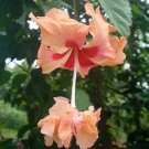 Peach Lions Tail Pompom Poodle Tail El Capitola Hibiscus Plant Well Rooted Starter Plant