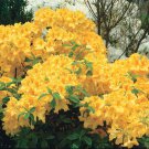 Golden Lights Deciduous Azalea Rhododendron Well Rooted Small Starter Plant Vibrant Yellow Breath Ta