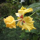 Yellow Lions Tail Pompom Poodle Tail El Capitola Hibiscus Plant Well Rooted Starter Plant
