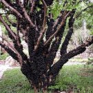 Brazilian Grape Tree Jaboticaba Plinia Cauliflora Sabara Fruit Small Rooted Starter Plant