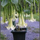Super Nova Angel Trumpet Brugmansia Tropical Plant 100 Seeds Pack
