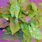 Pink Splash Syngonium Small Rooted Starter Plant Arrowhead Pink Splashed Leaves Very Rare