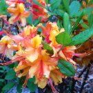 Tallulah Sunrise Aka Pat Ryan Small Rooted Starter Azalea Rhododendron Deciduous Plant May Be Dorman