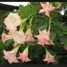 Strawberries Cream Angel Trumpet Brugmansia Well Rooted Starter Plant