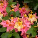 Garden Rainbow Azalea Rhododendron Starter Plant Deciduous Rooted Plant May Be Dormant Bouquets Of P