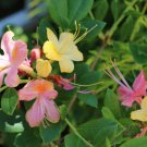 Garden Rainbow Deciduous Azalea Rhododendron Well Rooted Large Starter Plant Pink Yellow Blooms At T