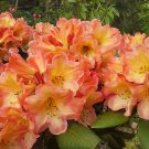 Honey Butter Azalea Rhododendron Deciduous Well Rooted Plant Such A Color
