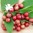 Jamaican Cherry Aka Strawberry Tree Muntingia Calabura Rooted Starter Plant