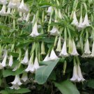Giant White Angels Trumpet Brugmansia Tropical Plant Blooming Plant Well Rooted Starter Plant