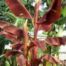 Siam Ruby Variegated Ornamental Banana Small Rooted Starter Plant Very Rare Htf