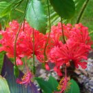 Chinese Lantern Well Rooted Hibiscus Schizopetalus Starter Plant Very Blooms Rare Hard To Find