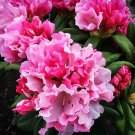 Yaku Prince Rhododendron Well Rooted Starter Plant Frilly Edged Blooms Of Varying Shades Of Pink
