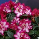 Pomegranate Splash Rhododendron Well Rooted Starter Plant Very Rare