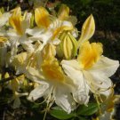 Northern Hi Lights Deciduous Azalea Rhododendron Well Rooted Starter Plant Please Read All Info See 