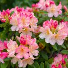 Percy Wiseman Azalea Rhododendron Rooted Starter Plant Varying Shades Of Pink Creamy White