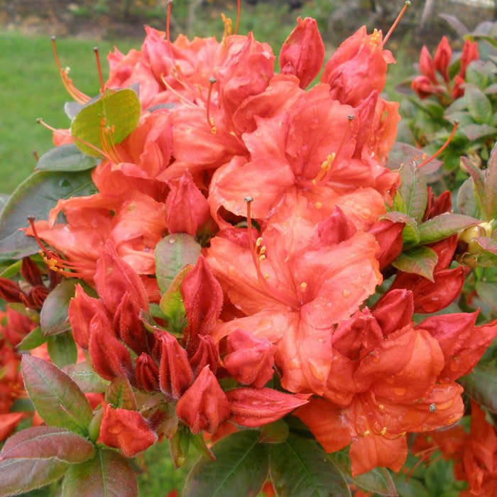 Fireball Deciduous Azalea Rhododendron Well Rooted Starter Plant Vibrant Orange May Be Dormant