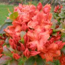 Fireball Deciduous Azalea Rhododendron Well Rooted Starter Plant Vibrant Orange May Be Dormant