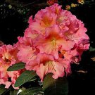 Cody Rhododendron Well Rooted Starter Plant Frilled Edges Of Pink With A Sunny Yellow Center