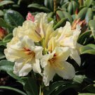 Holdens Solar Flare Rhododendron Well Rooted Starter Plant Very Rare