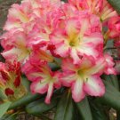 Melrose Flash Rhododendron Well Rooted Starter Plant Very Rare