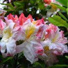 Western Lights Deciduous Azalea Rhododendron Well Rooted Starter Plant Please Read All Info See All 