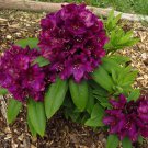 Polarnacht Rhododendron Well Rooted Starter Plant Very Rare