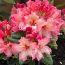 Fire Rim Rhododendron Well Rooted Starter Plant Frilled Edges Very Rare