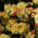 Nancy Evans Rhododendron Well Rooted Starter Plant Very Rare