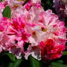 Yaku Princess Azalea Rhododendron Rooted Starter Plant Varying Shades Of Pink White