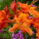 Red Pepper Aromi Deciduous Azalea Rhododendron Well Rooted Starter Plant Please Read All Info See Al