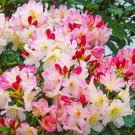 Percy Wiseman Azalea Rhododendron Large Rooted Plant Varying Shades Of Pink Creamy White
